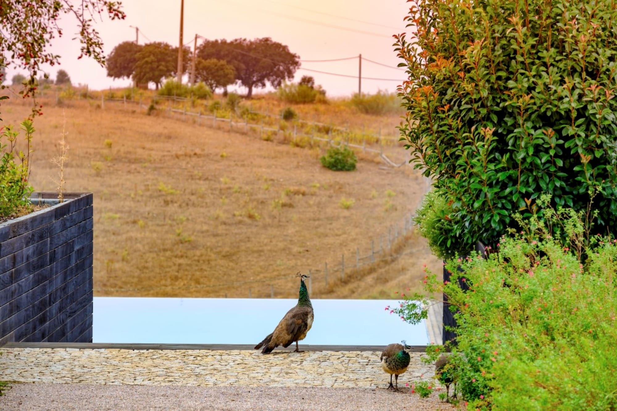 Herdade Da Cortesia Hotel Aviz Eksteriør bilde